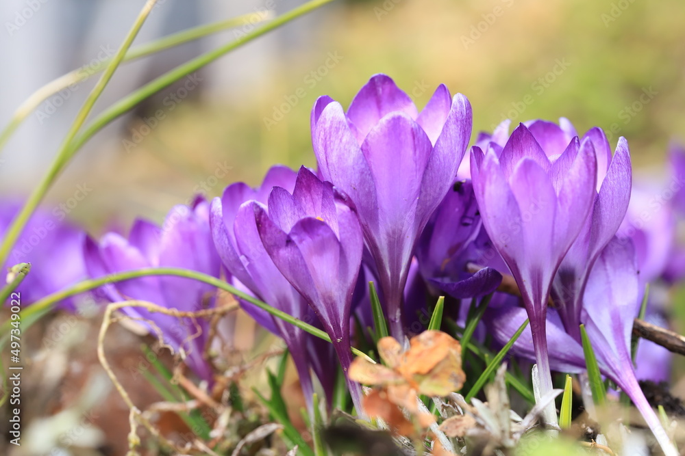 Crocus Crocus