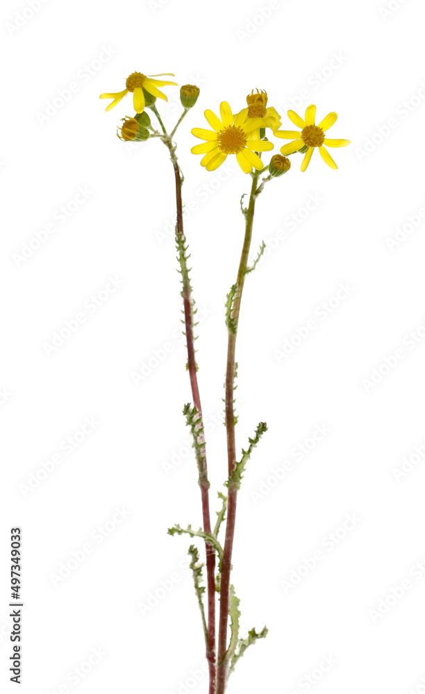 Daisy yellow in spring isolated on white