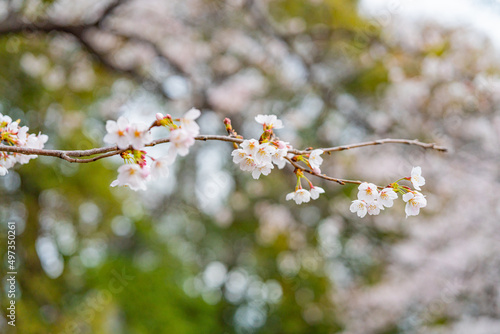 桜, 春、 