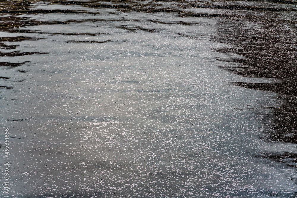 Fototapeta premium 桜, 春、目黒川