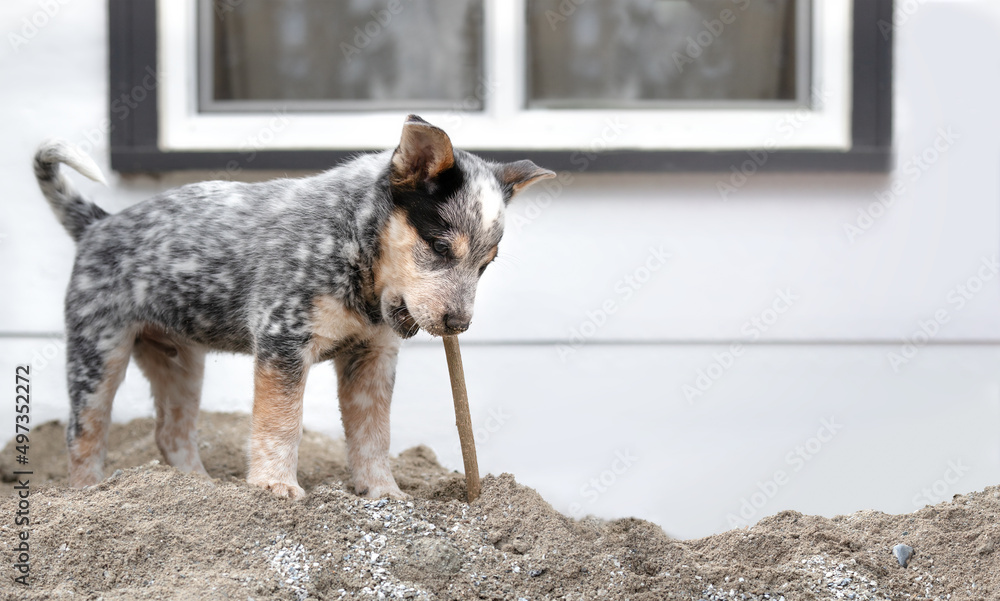 Puppy playing with wood stick while rooming in the backyard. Cute