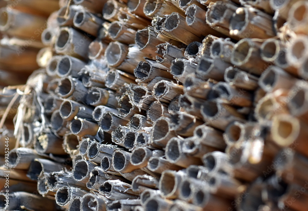 Trockener Bambus als Nistplatz für Insekten
