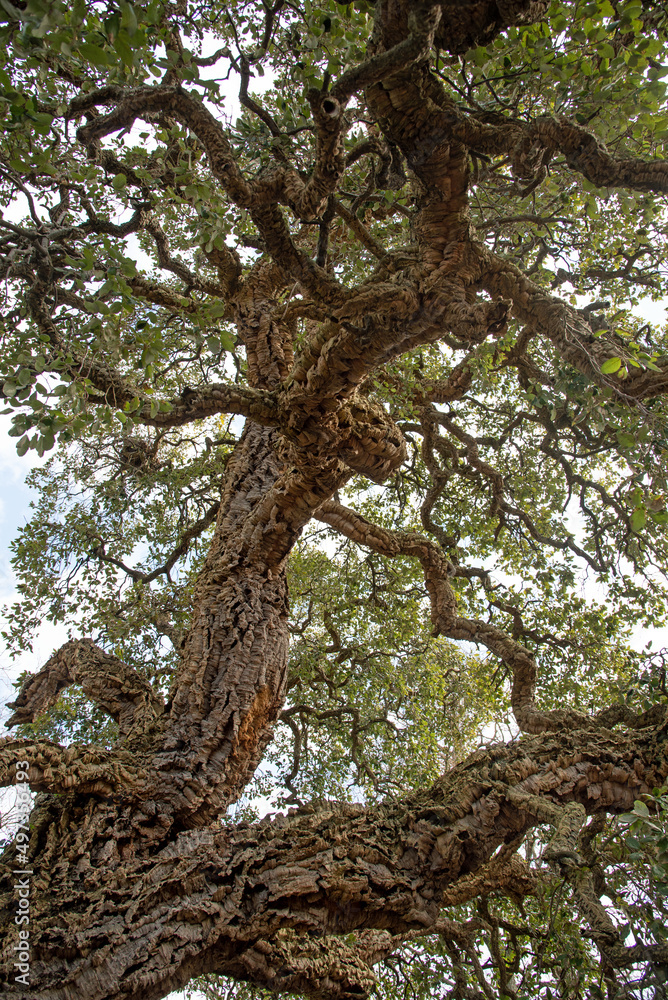View on Fagaceae tree, Quercus sube View on Fagaceae tree, Quercus sube