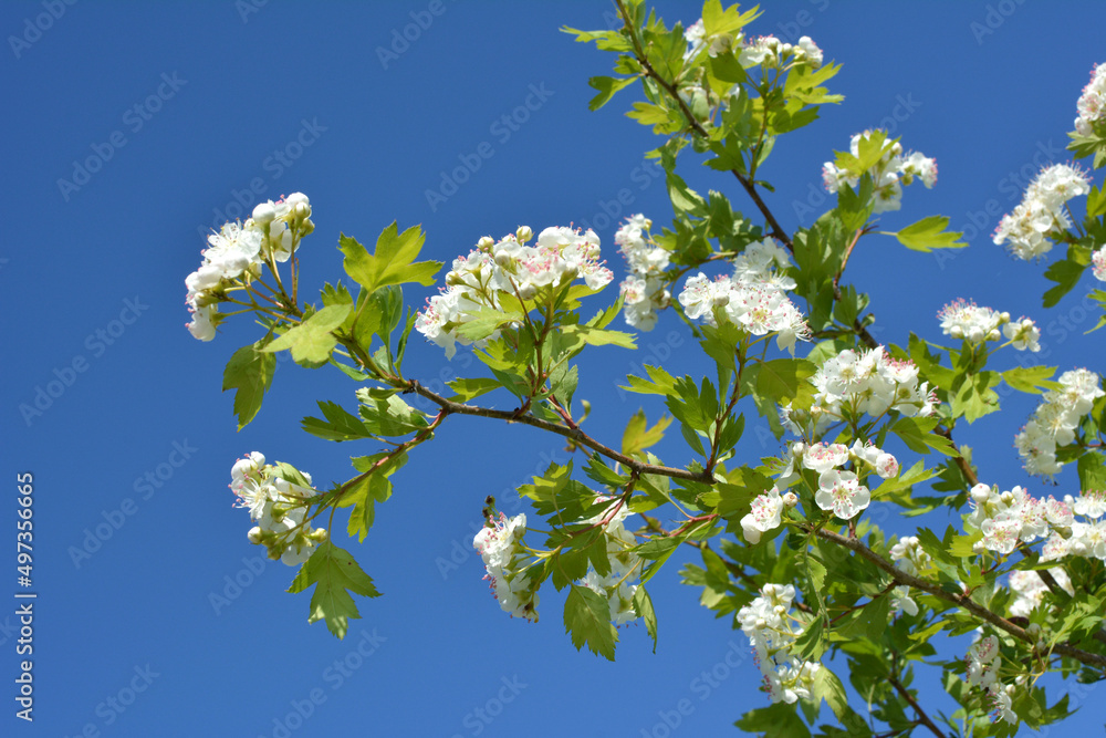 Hawthorn, crataegus blooms in nature Hawthorn, crataegus blooms in nature