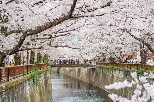 桜、春、目黒川