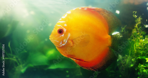 Bright coloured fish are a great addition to any aquarium. Shot of a red discus in a freshwater fish tank. photo