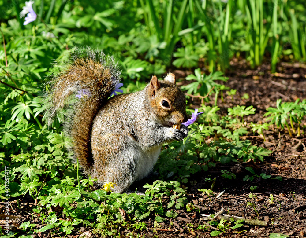 Grey Squirrel Grey Squirrel