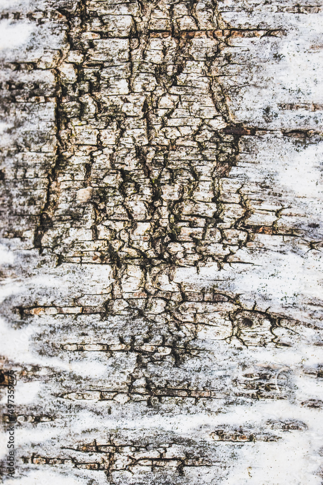 A bark of a tree A bark of a tree