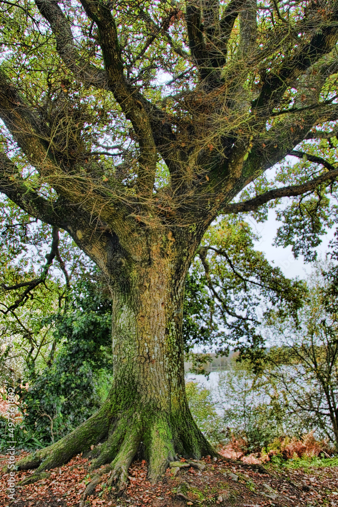 Obraz premium suscinio