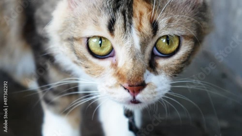 Young cat cute looks at the camera, close-up cat