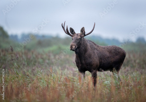 Moose   Elk   Alces alces   close up