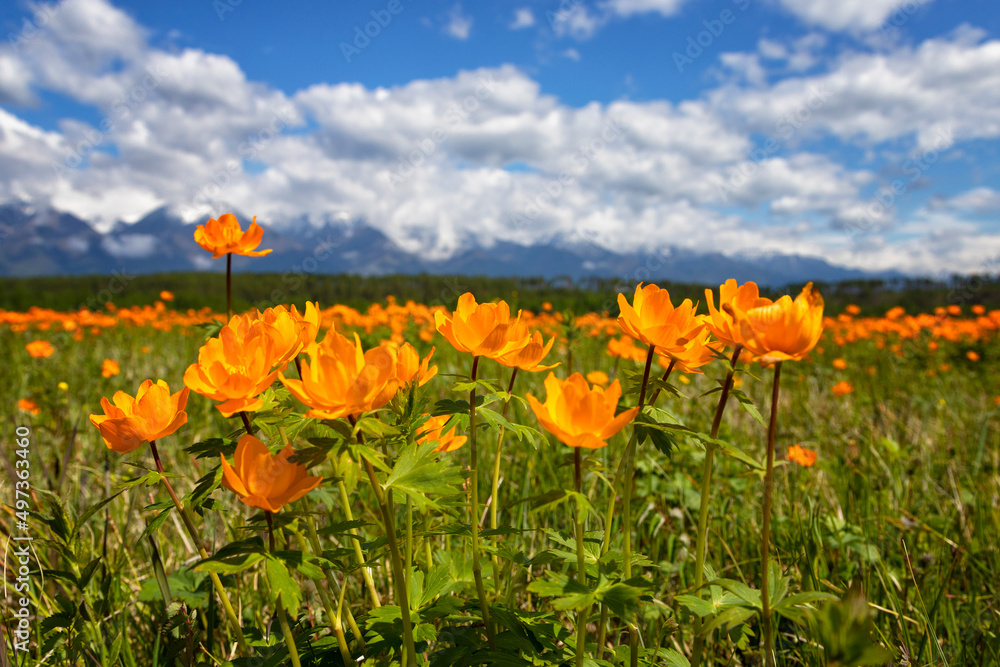Blooming orange Trollius and mountains on the summer day Blooming orange Trollius and mountains on the summer day