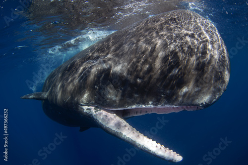 Cuadro en lienzo Sperm whale in Indian ocean