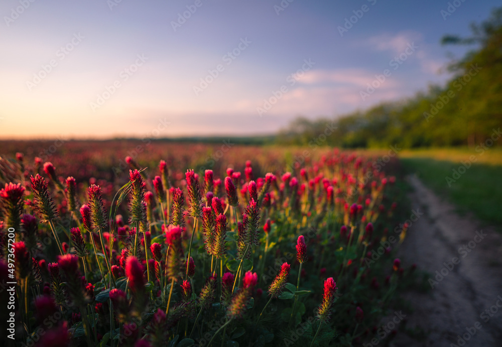 Red Crimson Clover Blossoms - Trifolium incarnatum on a field Stock ...