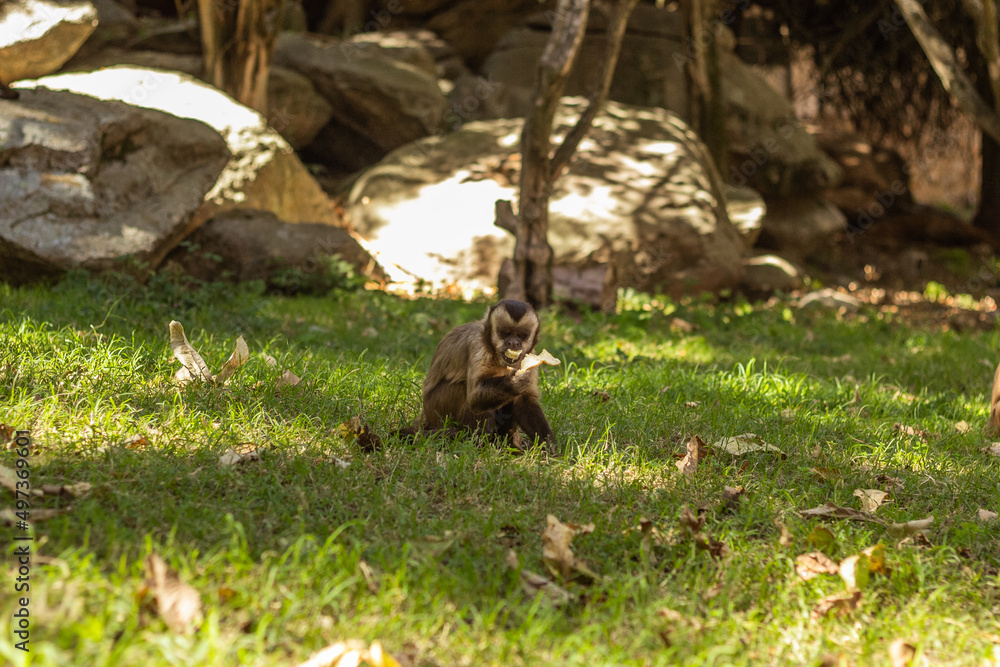caraya and capuchins monkeys preservation sanctuary caraya and capuchins monkeys preservation sanctuary