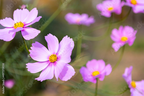 Wallpaper Mural Cosmos flowers growing in garden Torontodigital.ca
