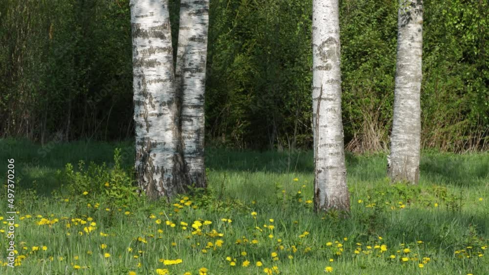 A group of Silver birch trees and blooming Dandelions under them on a spring morning in Estonia. A group of Silver birch trees and blooming Dandelions under them on a spring morning in Estonia.