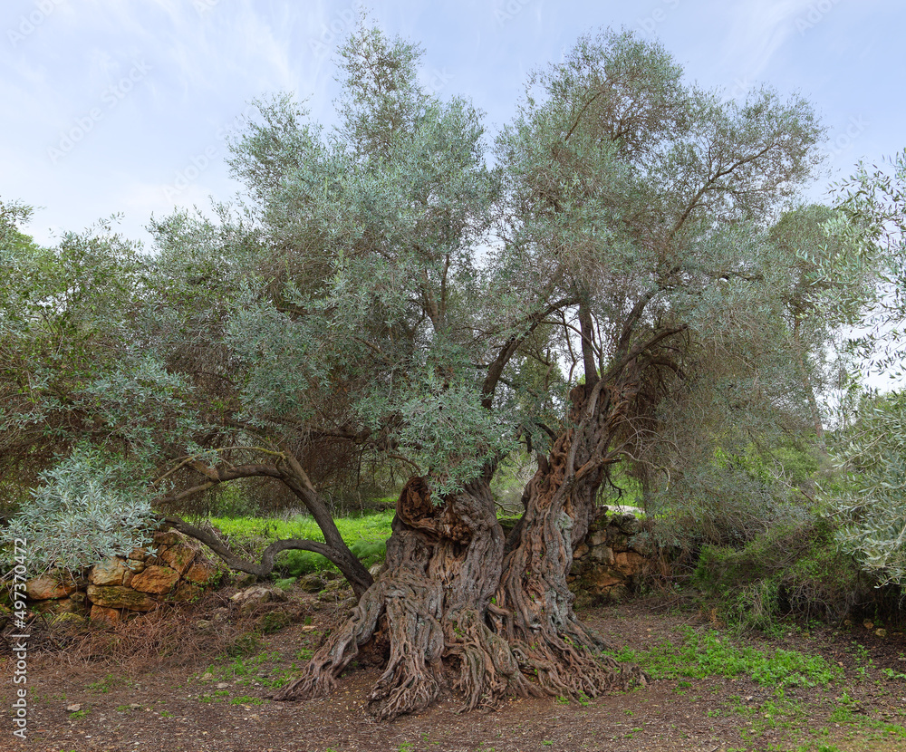 Ancient olive tree in Judea Hills (Israel) Stock Photo Adobe Stock