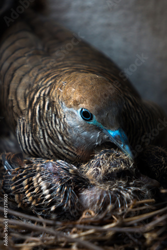 Birds and nest.Mother bird care birds.