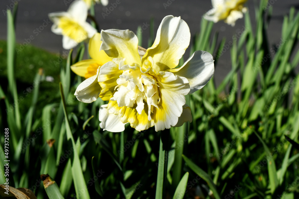 Close-up of yellow Daffodils flowers blooming in sunny day on nature blurred background. Spring season garden in UK Close-up of yellow Daffodils flowers blooming in sunny day on nature blurred background. Spring season garden in UK
