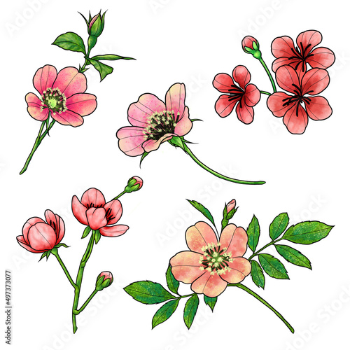 A set of cherry blossoms on a white background, digital drawing.