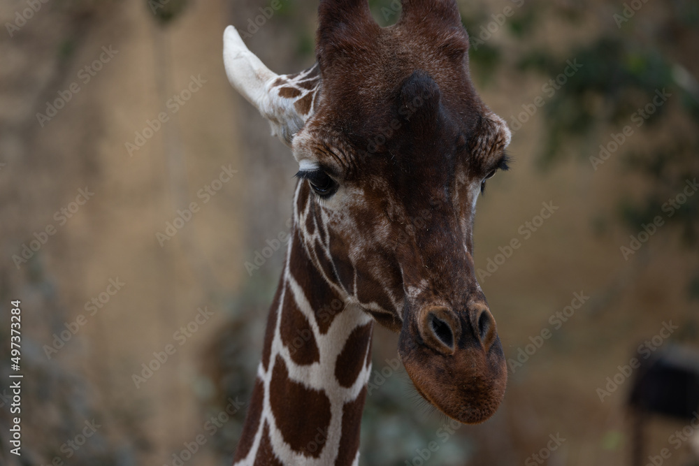 Obraz premium A closeup of a giraffe, one of the tallest and most beautiful creatures on planet earth. It is also called Giraffa reticulata.