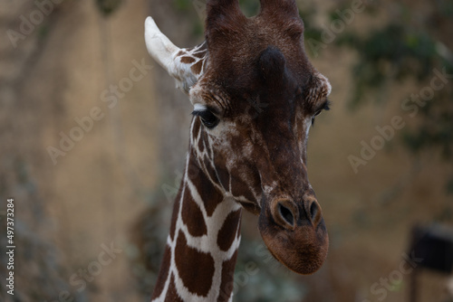 Fototapeta Naklejka Na Ścianę i Meble -  A closeup of a giraffe, one of the tallest and most beautiful creatures on planet earth. It is also called Giraffa reticulata.