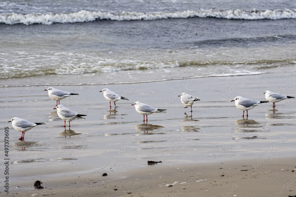 Fototapeta premium Winter seascape on Baltic Sea sandy beach with black-headed gulls in winter form with a white head