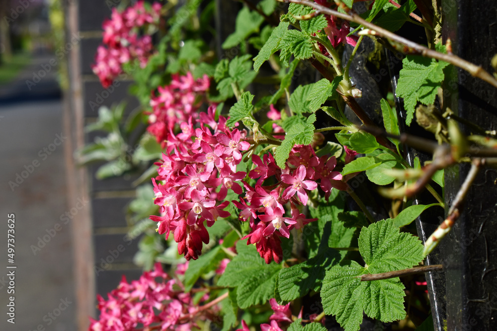 Obraz premium Beautiful Red flowering currant or Ribes sanguineum flowers blossom blooming with green leaves with sunlight in sunny in spring season in UK garden. Nature background.