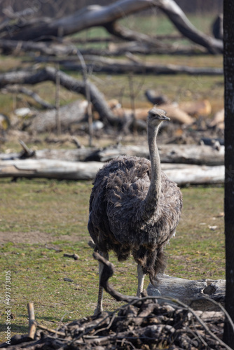An emu walks around searching the ground for food. This animal lives in the Australian bushes and is very popular in the country.