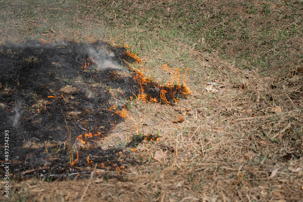 Fototapeta premium Ignition of dry grass is in the field. Fire by negligence