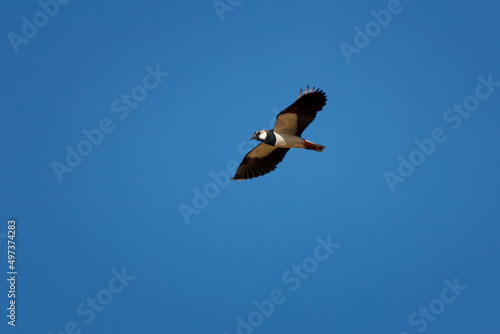 The northern lapwing - Vanellus vanellus - also known as the peewit or pewit  tuit or tew-it  green plover