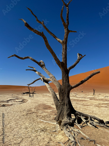 Deadvlei valley, dried lake in desert of Namibia. Sossusvlei dead vlei.