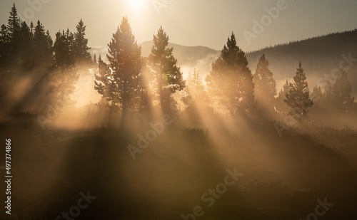 light beaming through evergreen trees 