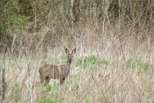 Fototapeta Naklejka Na Ścianę i Meble -  a Wild Roe Deer (Capreolus capreolus) hiding amongst spring grass stalks, motionless in the hope of not being spotted