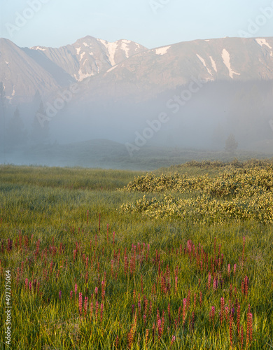 summer flowers in a mountain landscape
