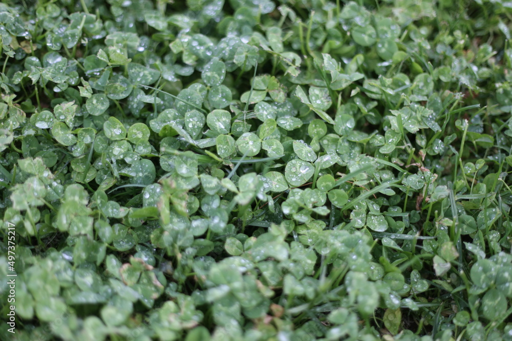green background green background