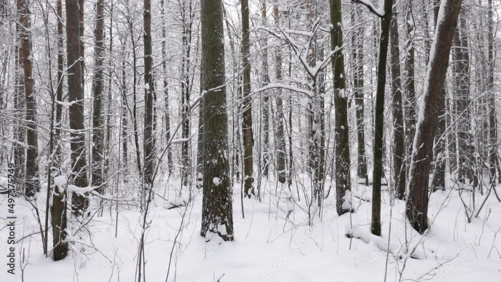 Winter forest during a snowfall, slow motion. Winter forest during a snowfall, slow motion.