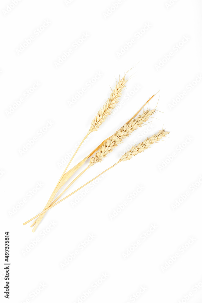 Ripe ears of wheat isolated on white background. Top view Ripe ears of wheat isolated on white background. Top view