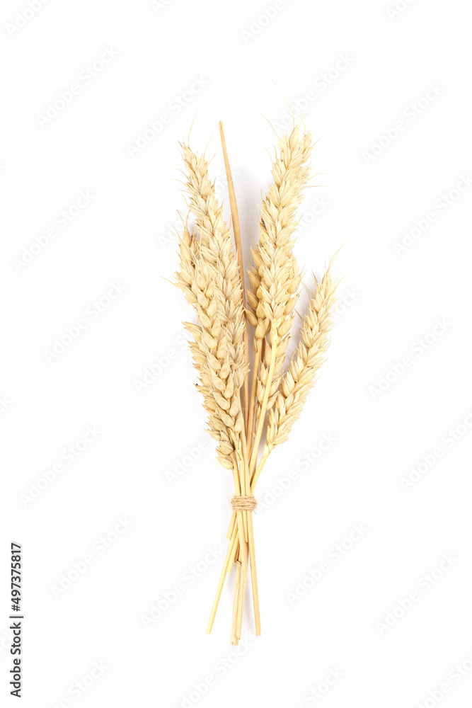 Ripe ears of wheat isolated on white background. Top view