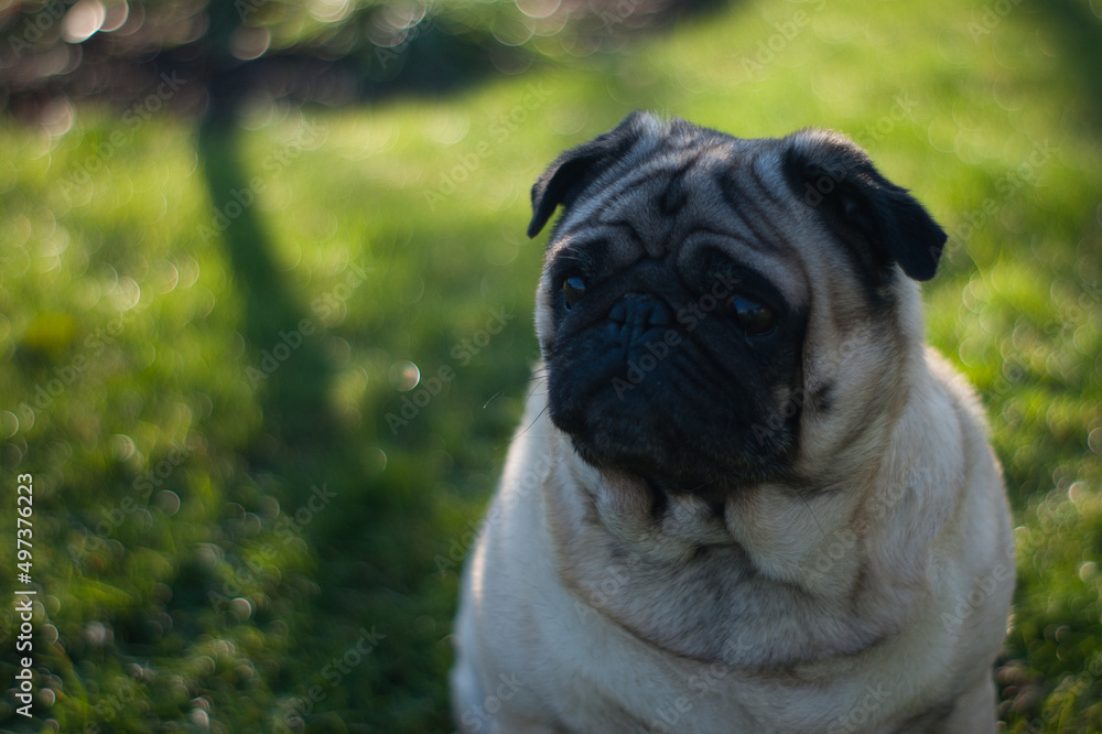 Mops Portrait männlich Mops Portrait männlich