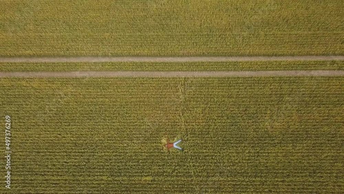 A farmer lying on the ground in a wheat field. Top view. Aerial drone view.