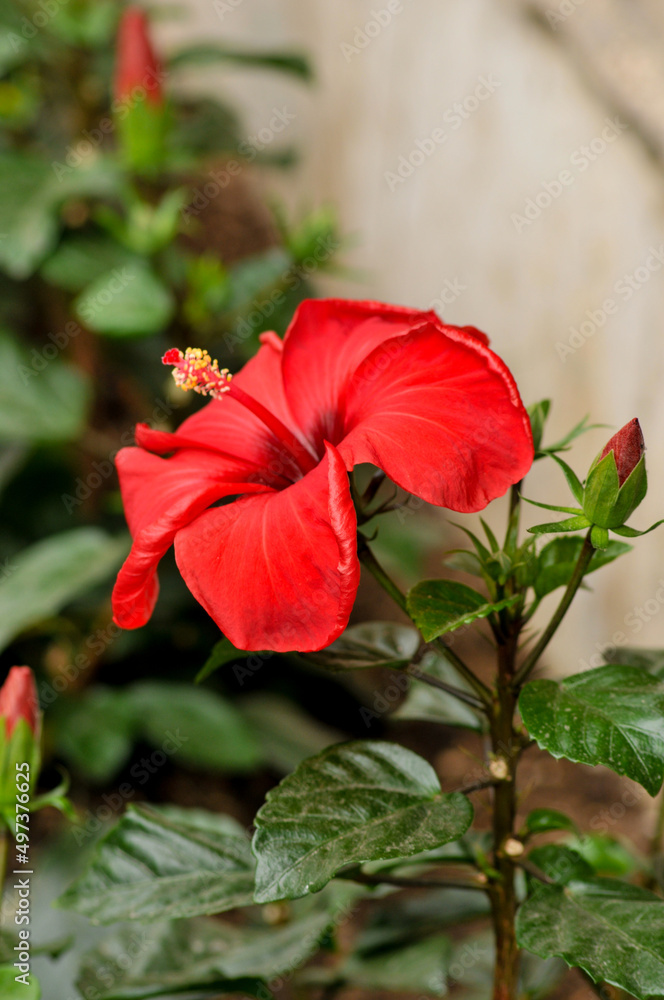 red chinese rose flowers, hibiscus
