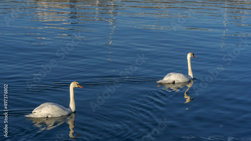 Tender White Swans are Swimming Together on the calm winter river. Two white swans water scene.
