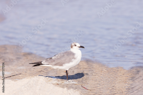 Seagull in the sand on the beach