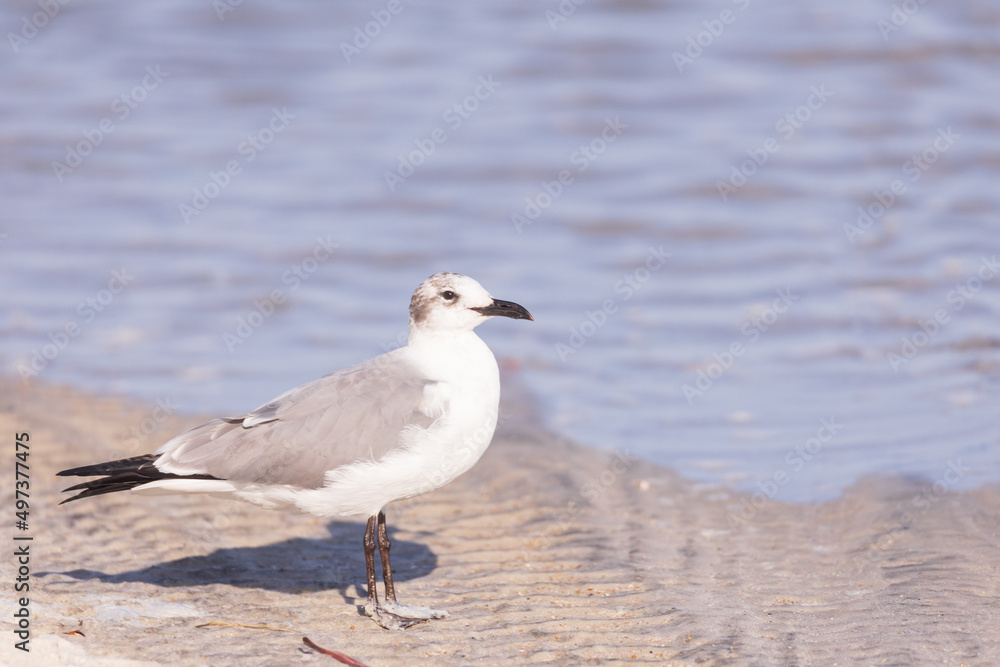 Seagull in the sand on the beach Seagull in the sand on the beach