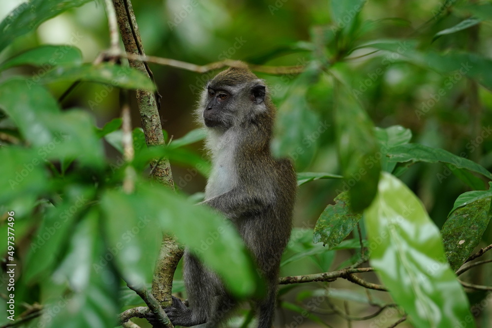 Naklejka premium Macaque monkey in rainforest in Langkawi, Malaysia