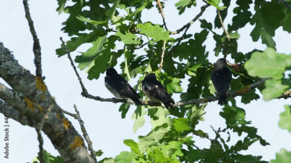 Three Barn swallow chicks perched in the middle of Oak leaves Three Barn swallow chicks perched in the middle of Oak leaves