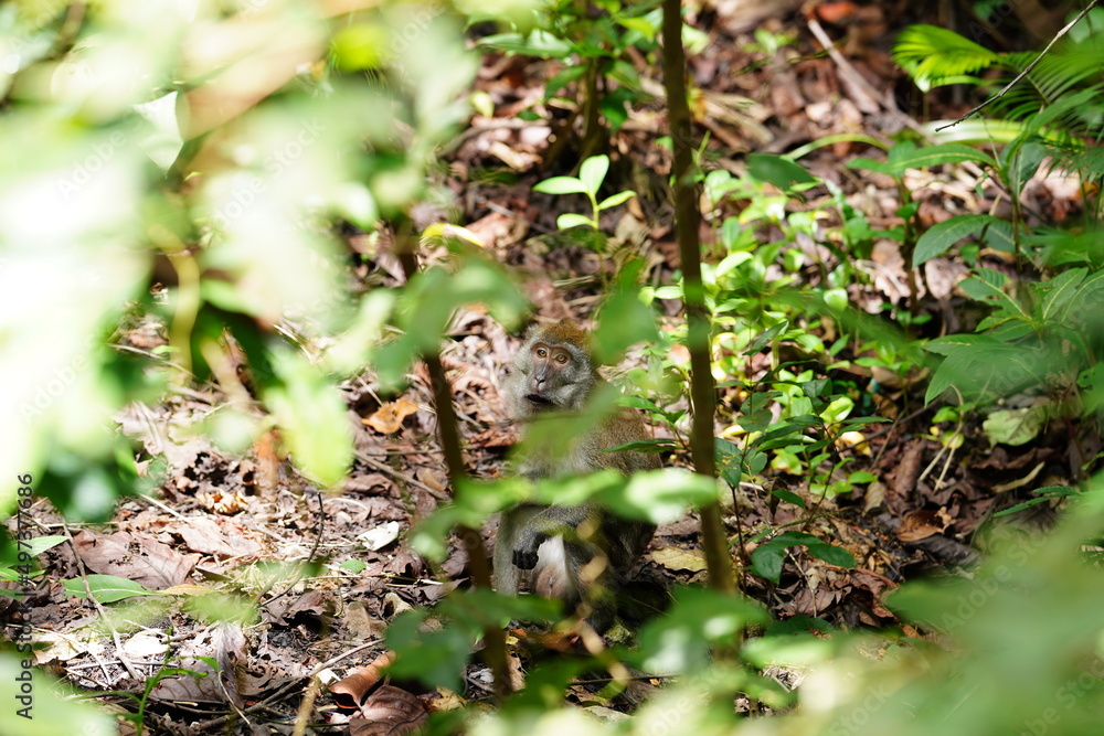 Macaque monkey in rainforest in Langkawi, Malaysia Macaque monkey in rainforest in Langkawi, Malaysia