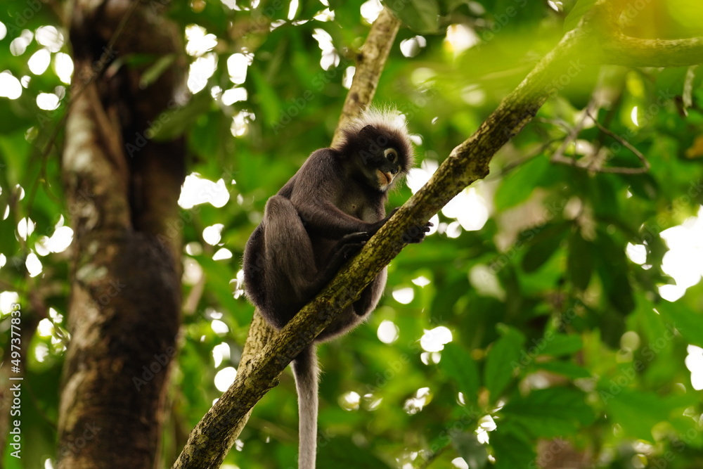 Dusky leaf monkey in rainforest in Langkawi, Malaysia Dusky leaf monkey in rainforest in Langkawi, Malaysia